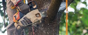 How Our Tree Care Process Works  in  Philmont, NY