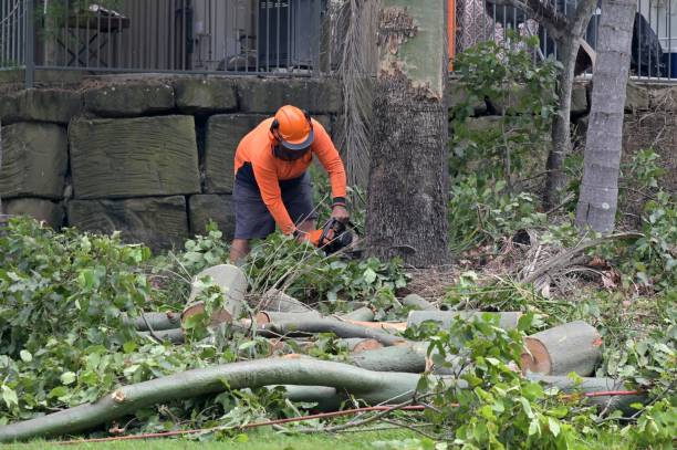Best Root Management and Removal  in Philmont, NY